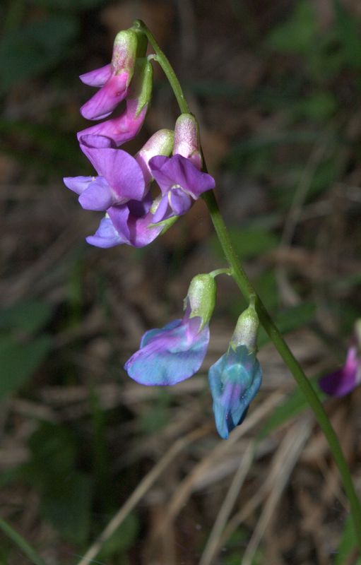 Lathyrus vernus / Cicerchia primaticcia